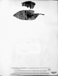 Phacidium lauri image